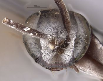 Media type: image;   Entomology 29325 Aspect: head frontal view